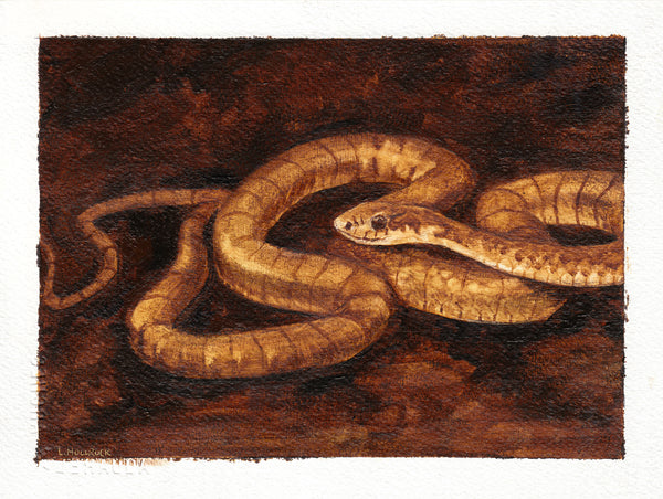 Yellow-Bellied Racer Snake -Original Painting